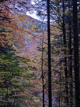 Colorful autumn forest showing changing tree foliage