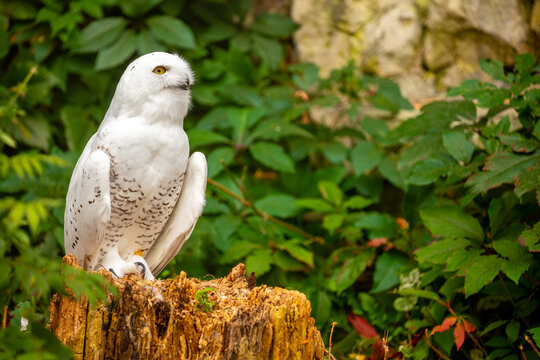 Snowy owl close-up. A beautiful snowy owl sits against a backdrop of green leaves. White owl on a green background.