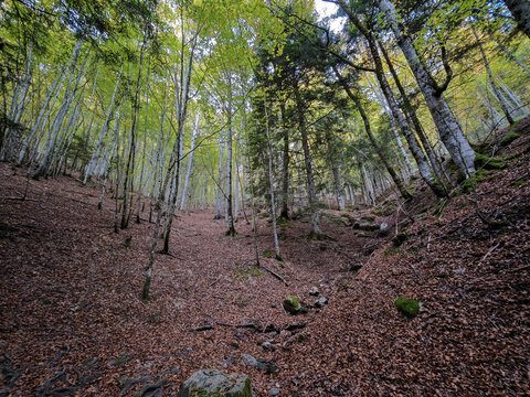 Woodland path with fallen leaves in autumn forest