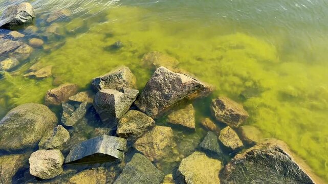 Slow Motion B-Roll of Green Algae on Wet Rocks in Baltic Sea Under Gentle Waves