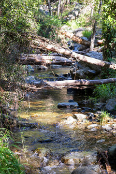 Fallen tree logs across a calm rocky stream in a green forest in Cyprus