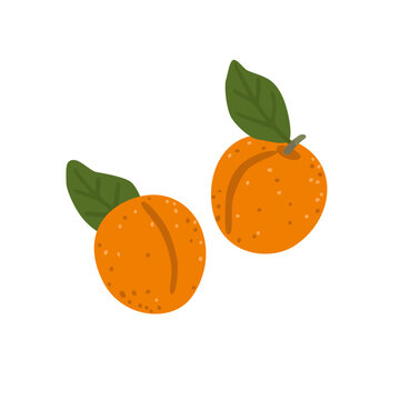 Fresh ripe apricot collection isolated on white background. Sweet organic summer stone fruit for healthy food, harvest and farm designs. Flat vector illustration.