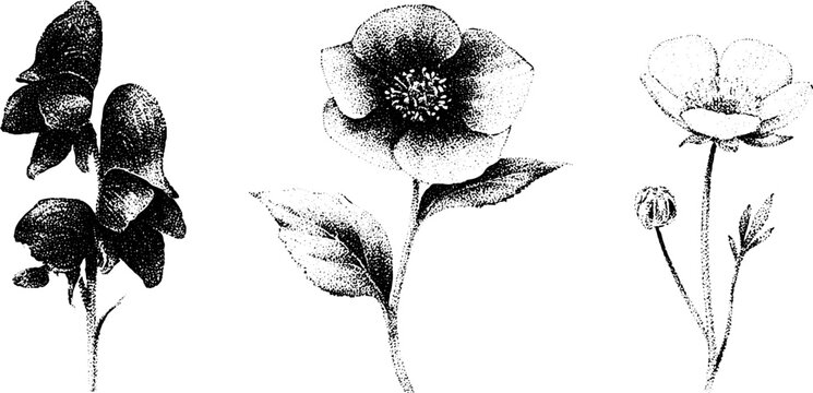 Black and white stippled botanical study of aconite hellebore and buttercup for vintage floral elements and wallpaper pattern design