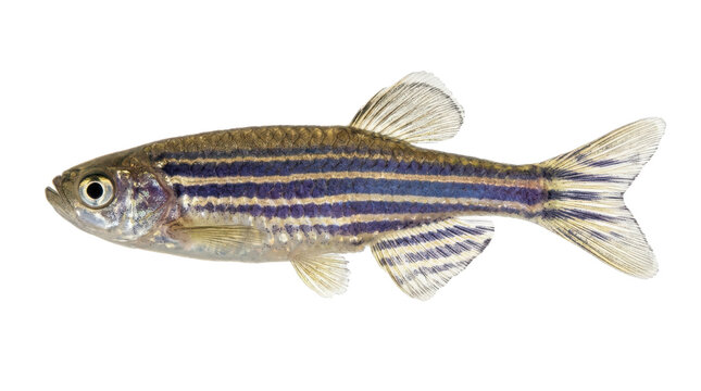 Danio Scientific Identification Profile