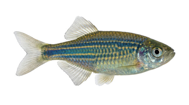 Devario Fish Swimming Downward Pose