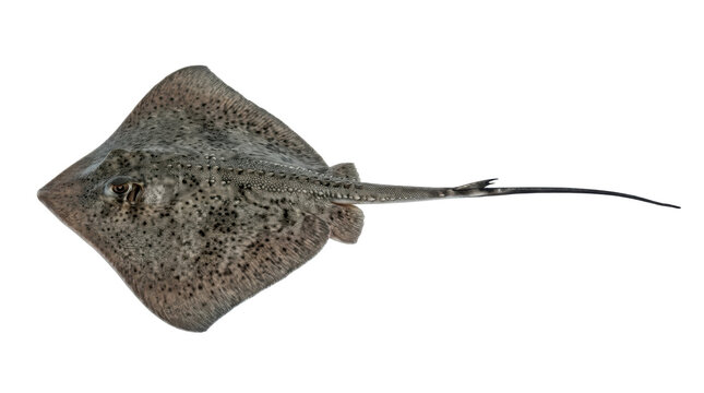 Diamond Stingray Elegant Profile Pose