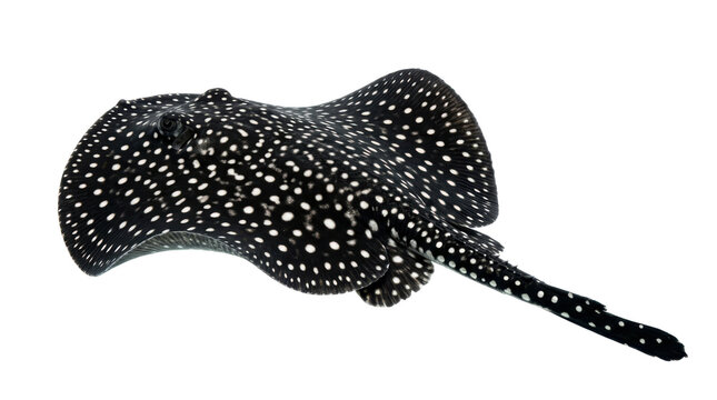 Diamond Stingray Top Down View
