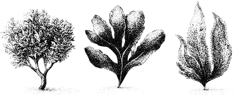 Seaweed algae and kelp black and white stippling botanical sketches trio for label pattern and background design use
