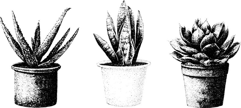 Stippled black and white potted succulents with aloe snake plant and agave for botanical background and pattern design