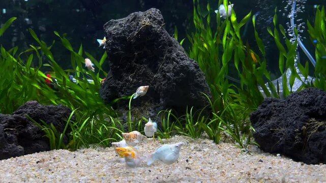 Balloon molly fish swimming in a planted freshwater aquarium