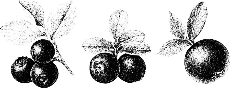 Black and white stippling bilberry cowberry and bearberry botanical drawings set of three fruit studies for vintage label and packaging design