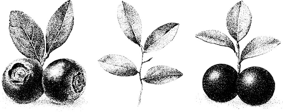 Black and white stippling bilberry cowberry and bearberry botanical illustrations trio showing berries leaves and sprigs for vintage label and packaging design