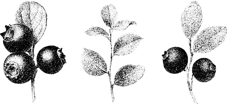 Black and white stippling bilberry cowberry and bearberry botanical study set of three berry sprig drawings for vintage label and packaging design