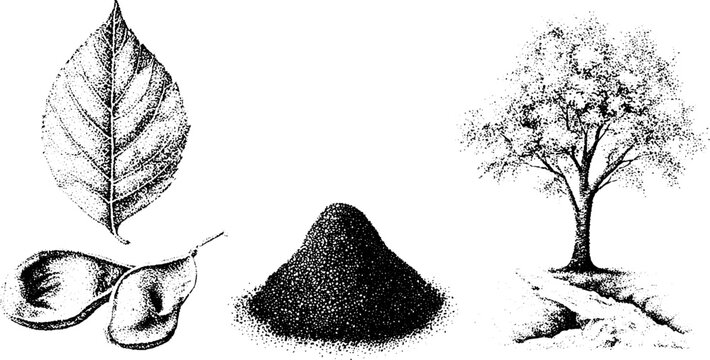 Box elder botanical study with leaf seeds powder and tree stream in black and white stippling for reference and design elements