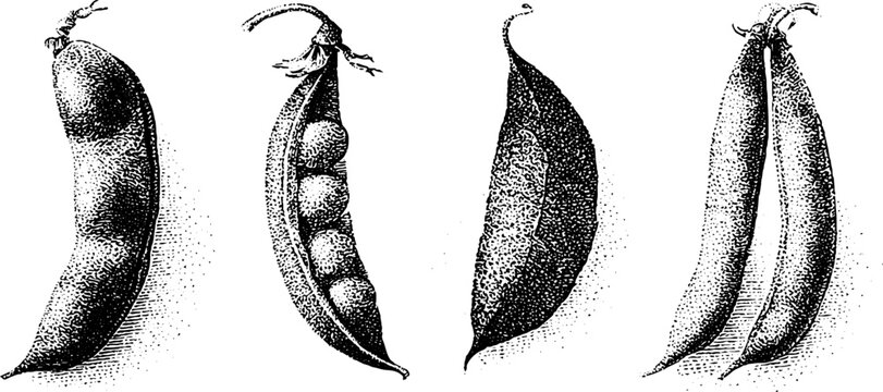 Black and white botanical illustration of broad runner and french bean pods for scientific poster background and educational label design