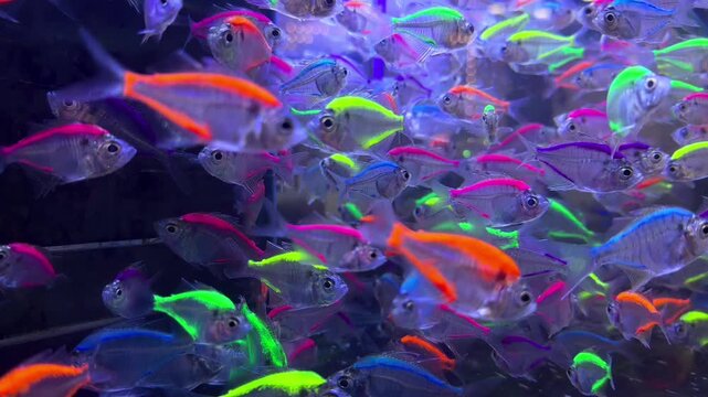 Colorful Siamese glassfish swimming in a freshwater aquarium, glofish in aquarium 