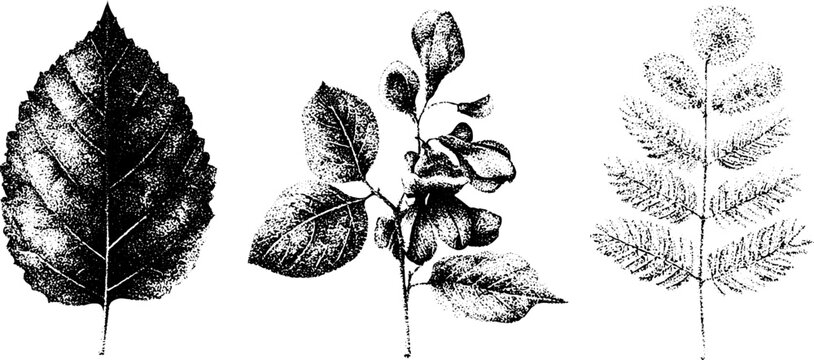 Botanical stippled leaf study of catalpa, locust and mimosa leaves for scientific label, poster and botanical background design