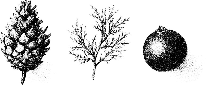 Black and white stippling botanical trio of cedar cypress and juniper berry elements for vintage botanical background and label design