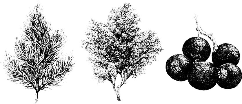 Black and white stippling trio showing cedar foliage cypress sprig and juniper berry cluster for vintage botanical background and packaging design