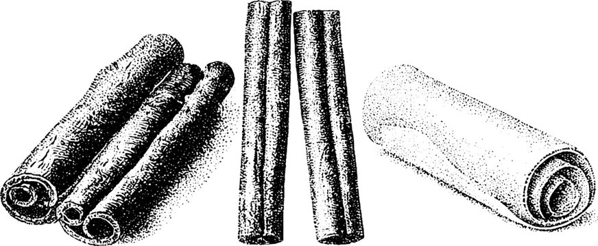 Cinnamon bark stick and roll detailed stippling drawing for spice packaging label and vintage kitchen background design