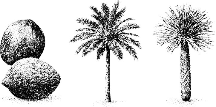 Black and white stippling coconut date and sago palm tree study for botanical label pattern background and packaging