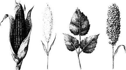Fototapeta premium Stippled corn millet and sorghum botanical elements black and white illustrations for vintage agricultural poster background
