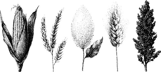 Obraz premium Stippled corn millet sorghum and wheat botanical elements black and white stippling illustrations for agricultural design background