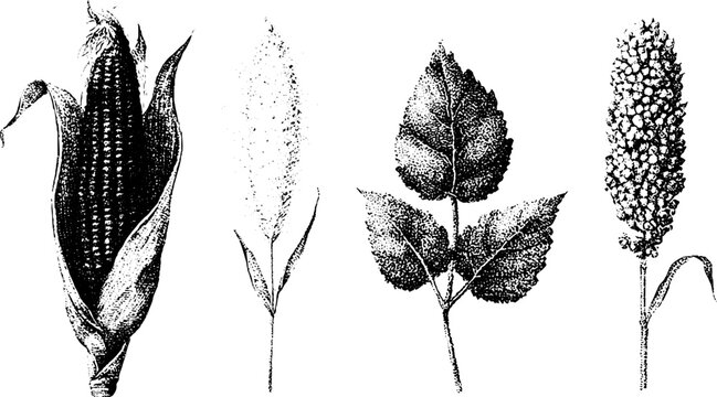 Stippled corn millet and sorghum botanical elements black and white illustrations for vintage agricultural poster background