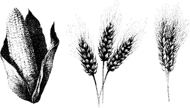 Detailed black and white stippling botanical drawings of corn cobs and wheat heads for rustic label design and vintage background