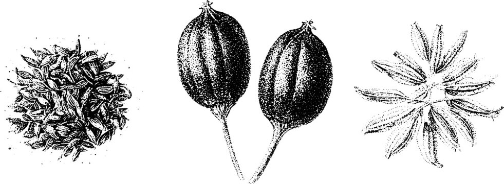 Black and white stipple botanical illustration of cumin caraway and fennel seeds and pods for spice label packaging and culinary design