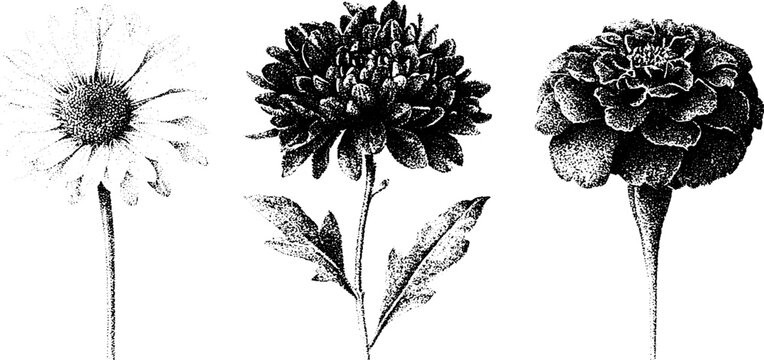 Black and white stippling daisy, chrysanthemum and marigold botanical drawings for design, floral study, greeting card background and vintage decor