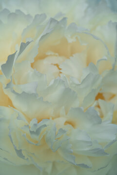 Soft white peony background with delicate petals