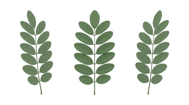 Three identical acacia leaf sprigs masonic symbols arranged side by side,