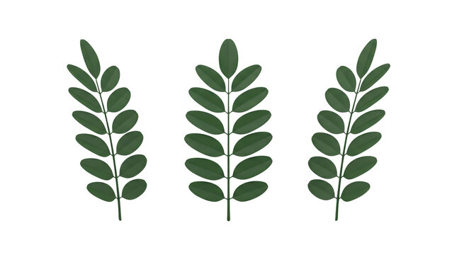 Three identical masonic acacia sprigs green leaves arranged side by side,