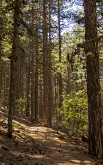 Fototapeta premium Sunlit Forest Trail Through Tall Pine Trees
