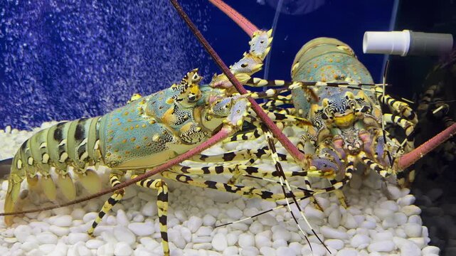 Colorful Tropical Rock Lobster (Panulirus ornatus) in a marine aquarium tank