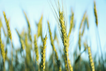 Obraz premium Beautiful ripening wheat spikes in field, closeup