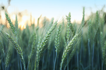 Obraz premium Beautiful ripening wheat spikes in field, closeup