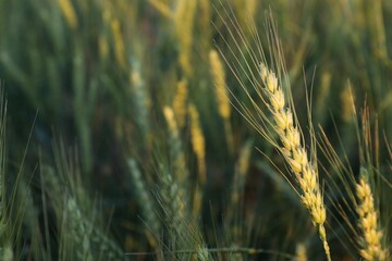 Obraz premium Beautiful ripening wheat spikes in field, closeup. Space for text