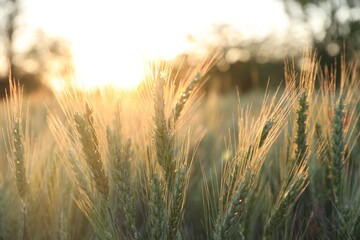 Obraz premium Beautiful ripening wheat spikes in field on sunset, closeup. Space for text