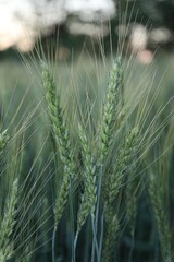 Obraz premium Beautiful ripening wheat spikes in field, closeup