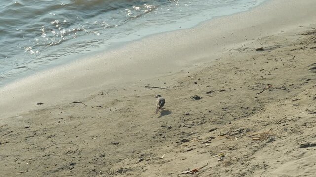 A small wagtail bird walks along a wet sandy riverbank