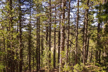 Fototapeta premium Sunlit Conifer Forest with Tall Pine Trees