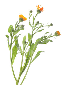 Beautiful calendula flowers with leaves isolated on white