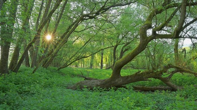 Sonnenstrahlen durchdringen einen, gr&uuml;nen Wald mit gekr&uuml;mmten B&auml;umen, Boxtal, Main-Boxtal, Tauber-Kreis, Baden-W&uuml;rttemberg, und Stadtprozelten, Dorfprozelten, Main, Spessart, Bayern, Deutschland