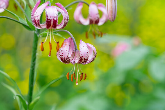 Delicate pink Marten lily in vibrant green field
