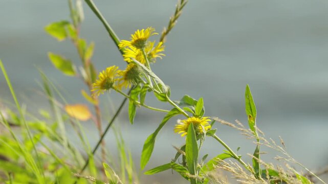 Bright yellow fleabane wildflowers grow closely along a blurry riverbank