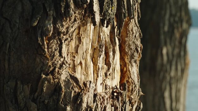 Rough textured bark peeled away reveals bare wood on tree trunk