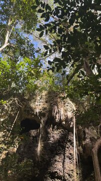 Slow pan down limestone cave rock formation in Barbados tropical gully