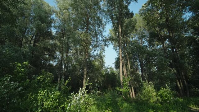 Tall deciduous trees fill a lush green forest under clear skies
